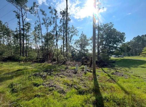 Sunny grassy clearing with young trees and a dirt path under a bright blue sky