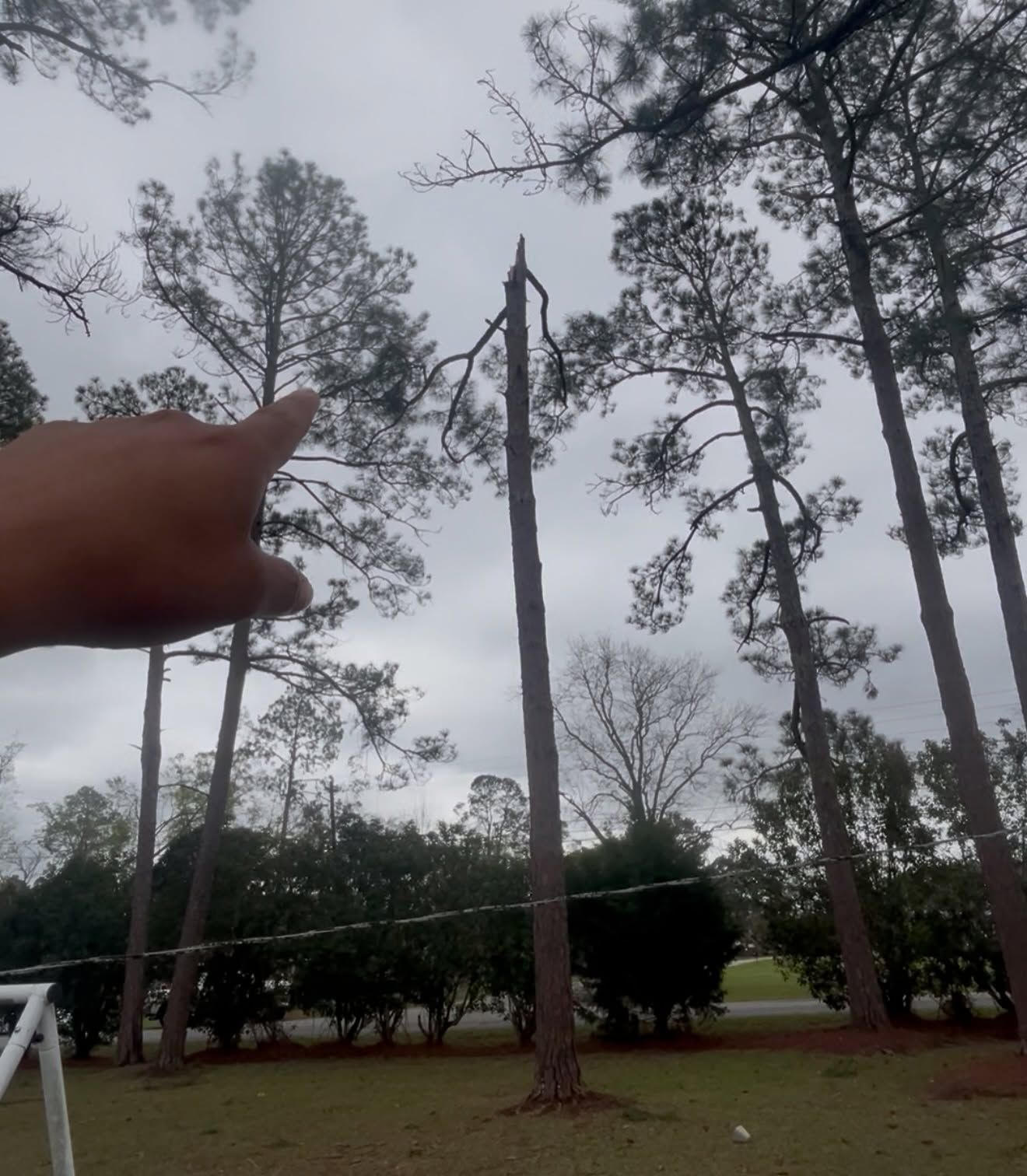 Hand pointing at a tall broken tree in a cloudy wooded area