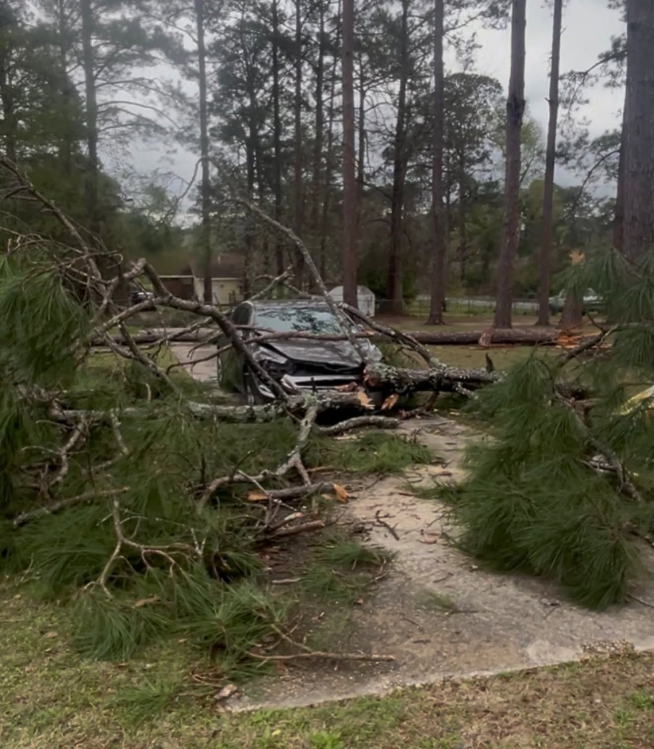 Car crushed by fallen pine tree debris on a wooded road after storm damage
