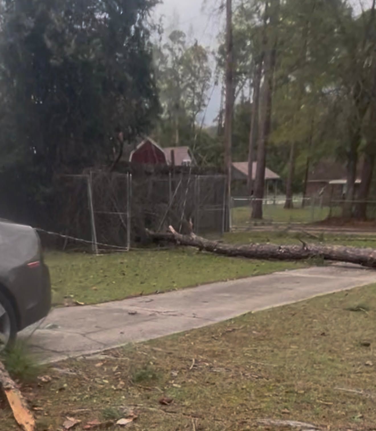 Large fallen tree blocking a driveway beside a chain-link fence and parked car in a wooded yard
