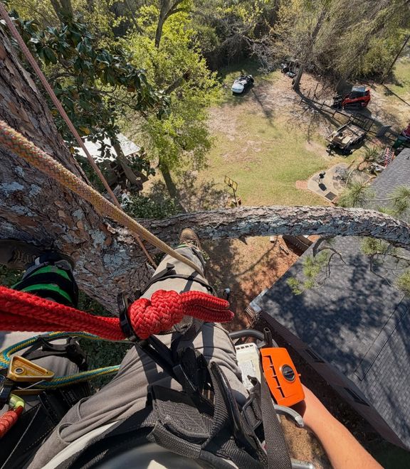 View from a tree climb: red rope and gear above a grassy yard with parked cars below