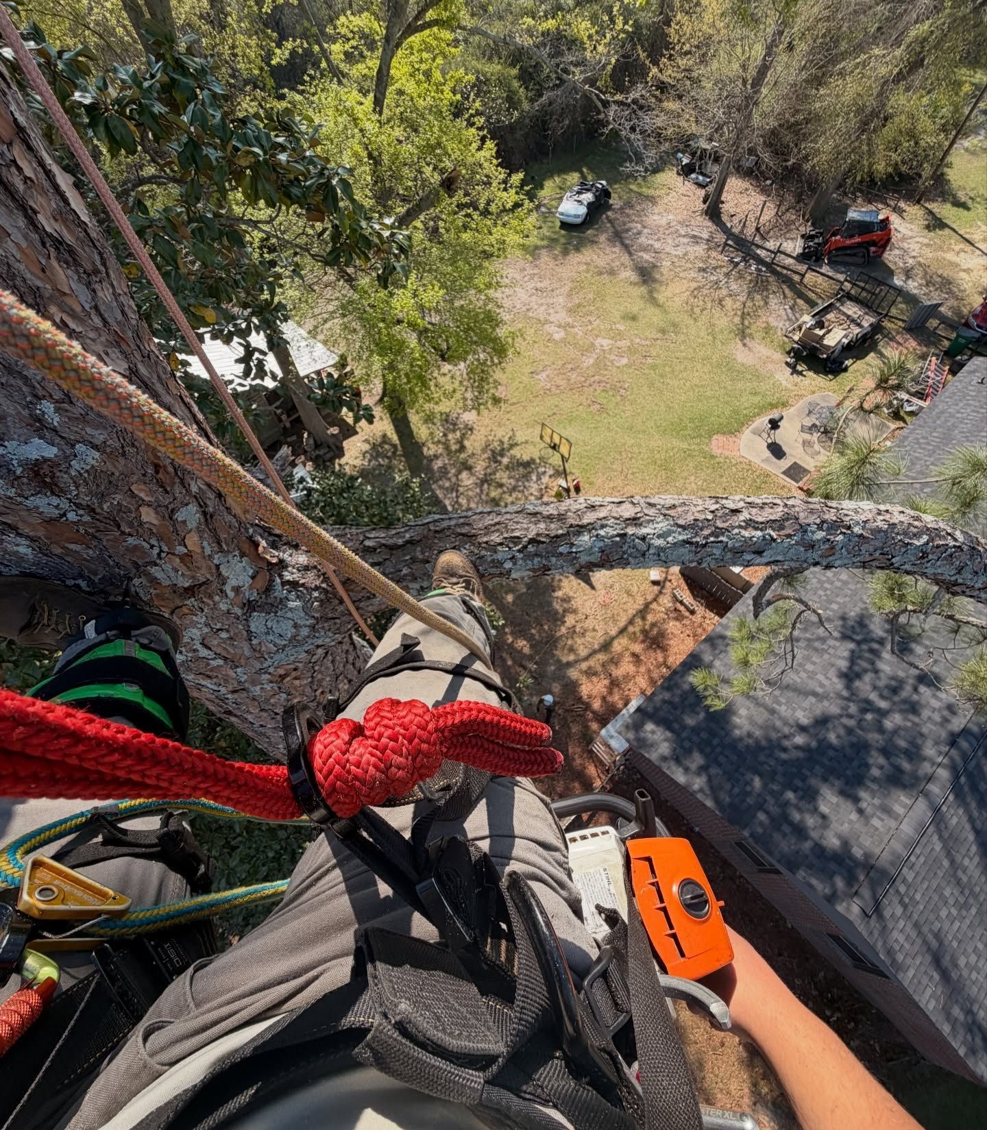 Tree-climber’s view from high in a tree, with ropes and harness visible, overlooking a grassy yard below