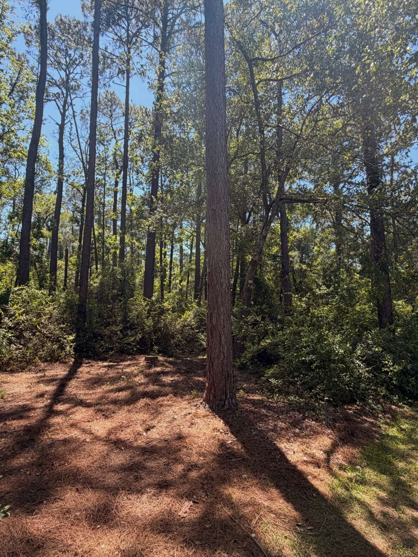 Sunny wooded area with tall trees, green undergrowth, and long shadows on the forest floor