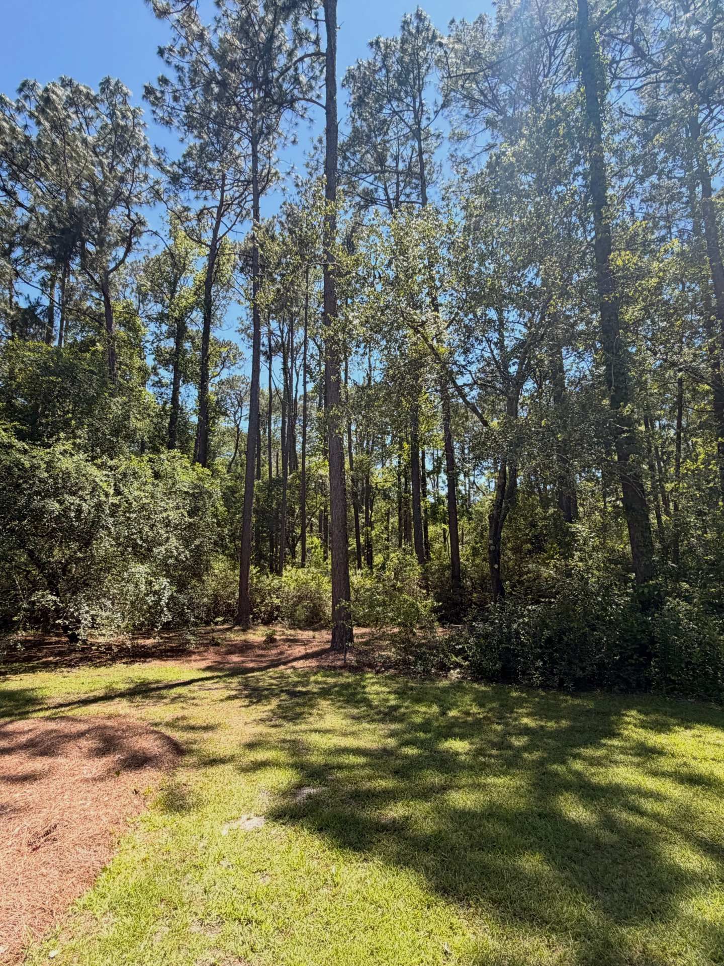 Sunny wooded clearing with tall pine trees, green grass, and dappled shadows.