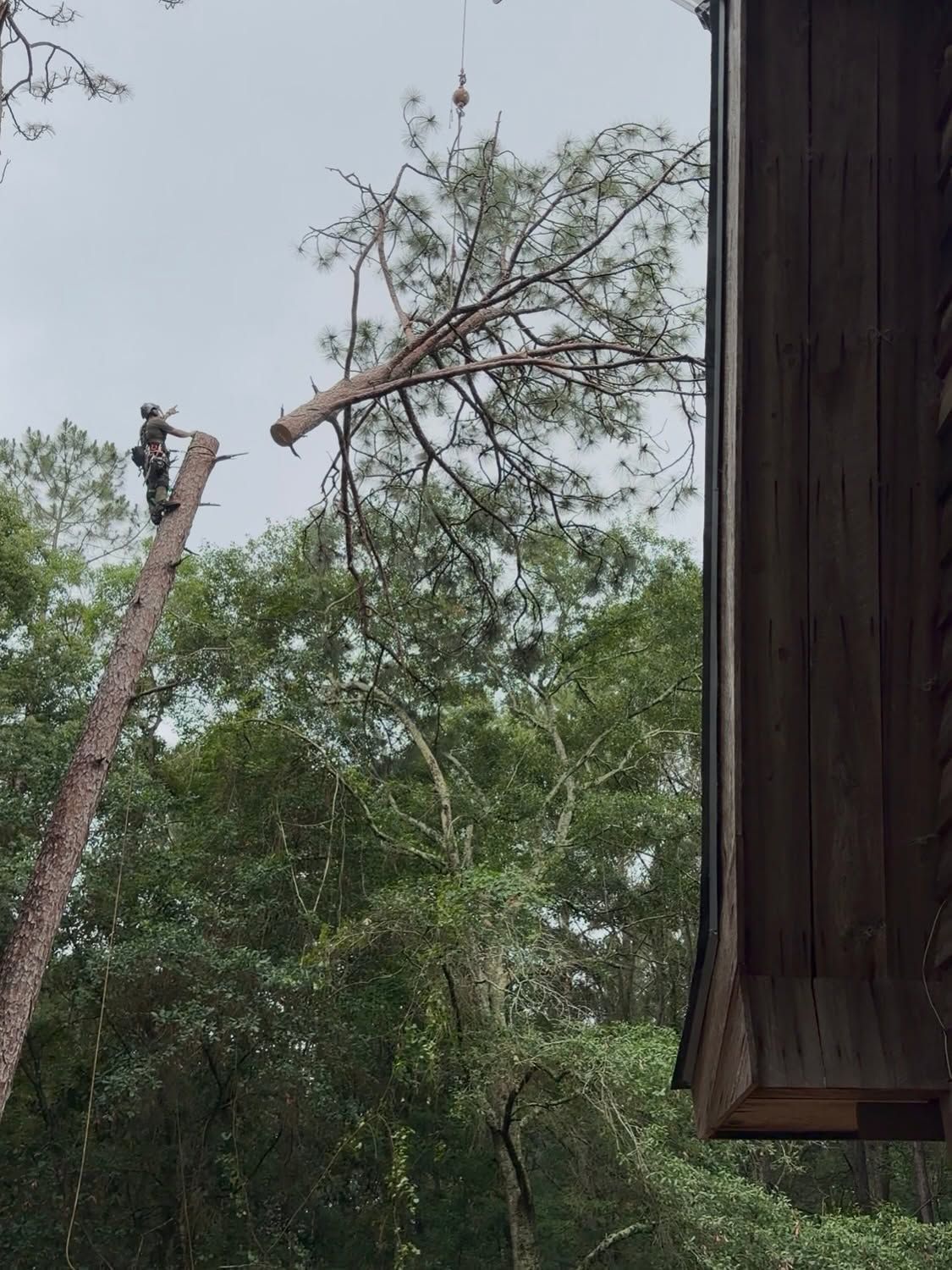 Fallen tree limbs overhang a wooded yard beside a house roof after storm damage.