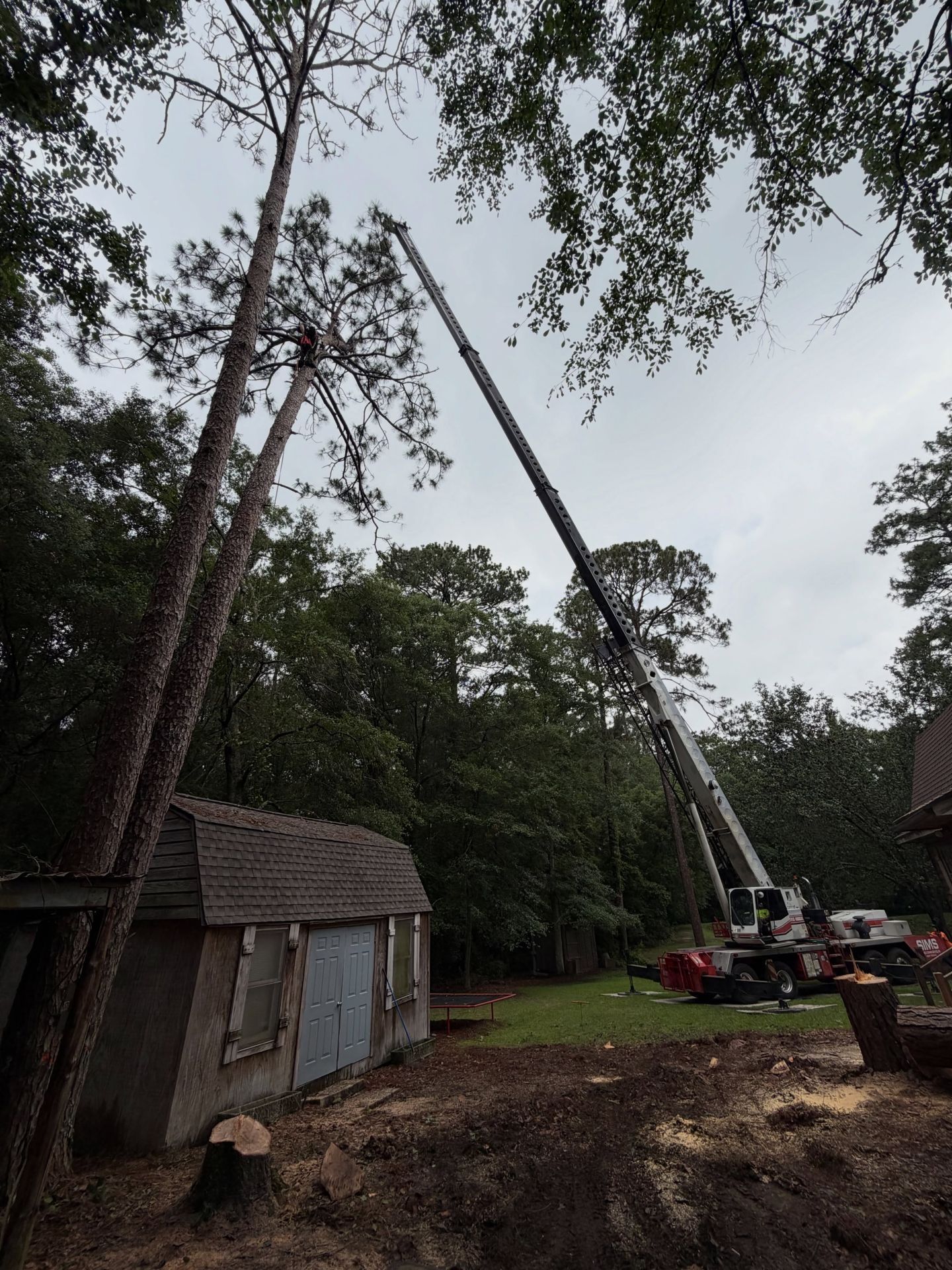 Tree removal crew using a crane beside a small shed in a wooded yard