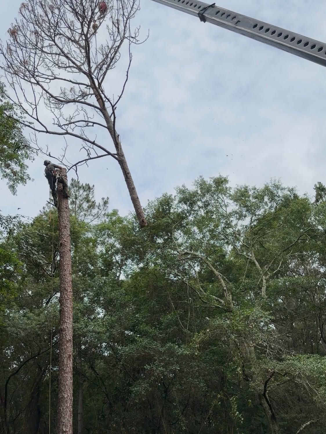 Cut tree trunks and branches above dense green forest under a cloudy sky