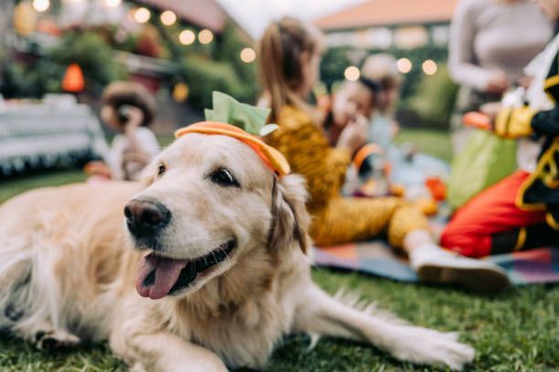 A dog is laying on the grass wearing a headband.