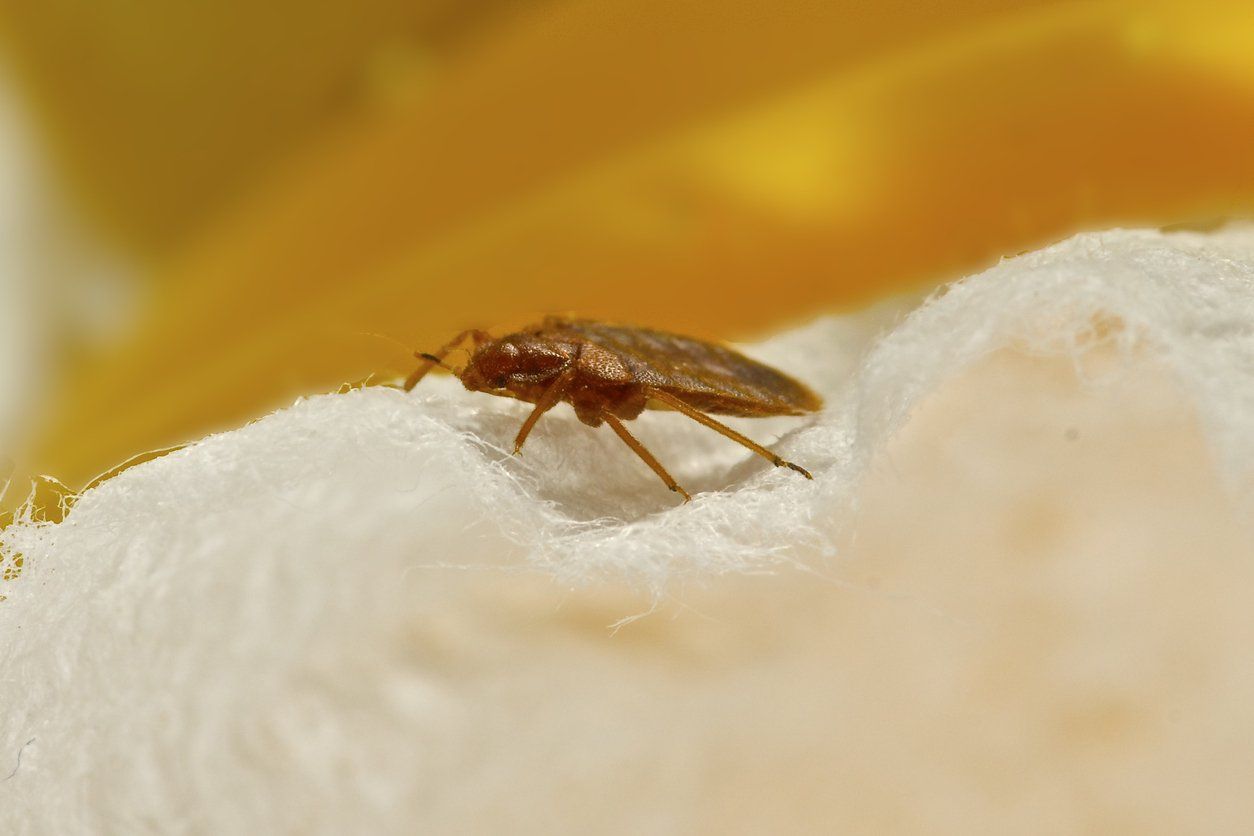 Bed Bug Removal Service, Ellicottville, NY