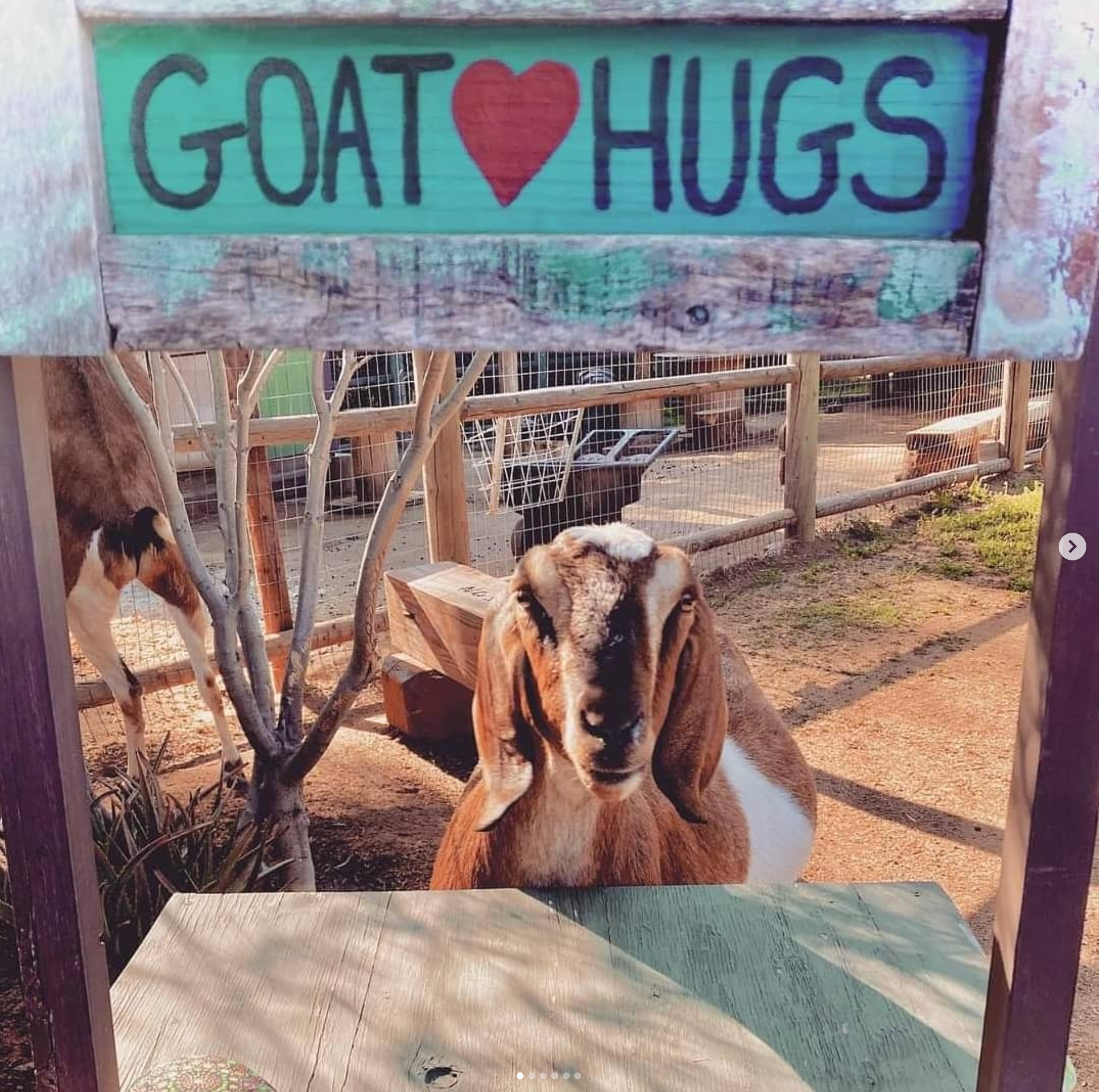 A goat is standing under a sign that says goat hugs