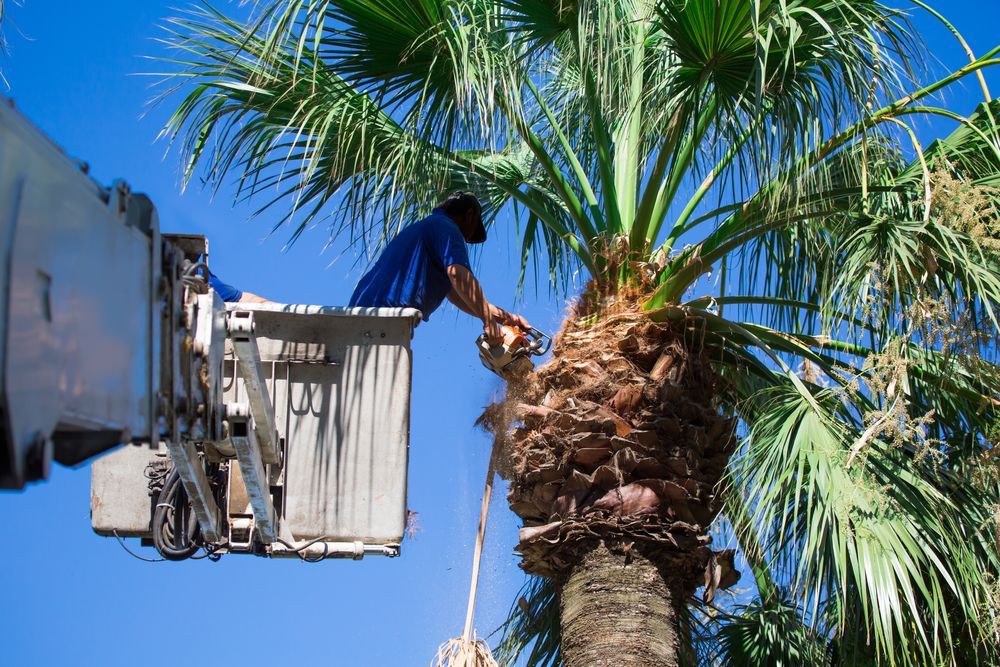 Two workers in a lift basket trimming a tree with mistletoe — Brown's Professional Tree Service in Tin Can Bay, QLD