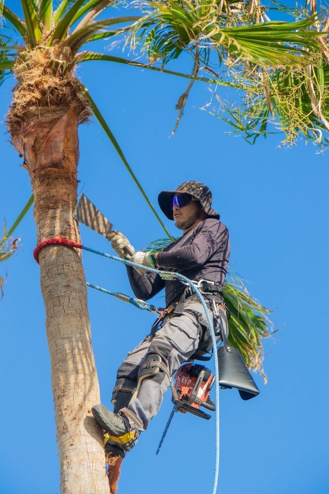 Arborist in Safety Gear Climbing a Palm Tree — Brown's Professional Tree Service In Pie Creek, QLD