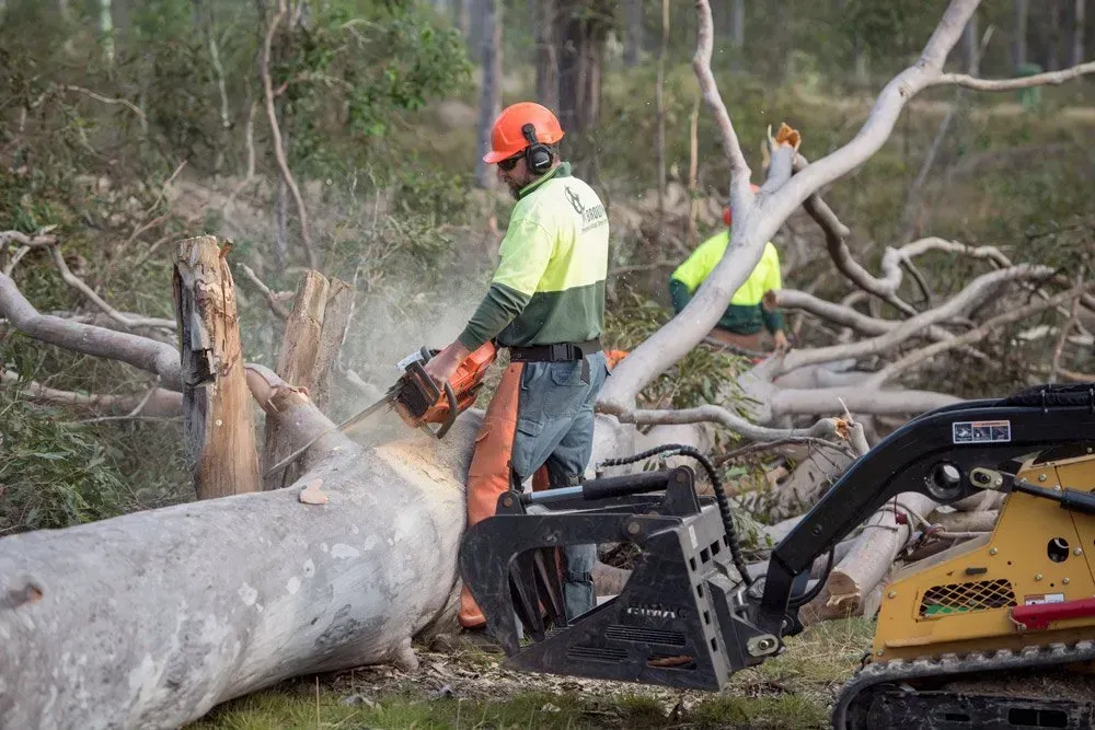 Arborist Using Chainsaw to Cut a Fallen Tree — Brown's Professional Tree Service In Pie Creek, QLD