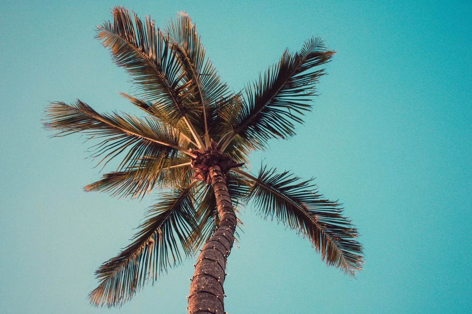 Palm Tree Against a Turquoise Sky — Brown's Professional Tree Service In Pie Creek, QLD