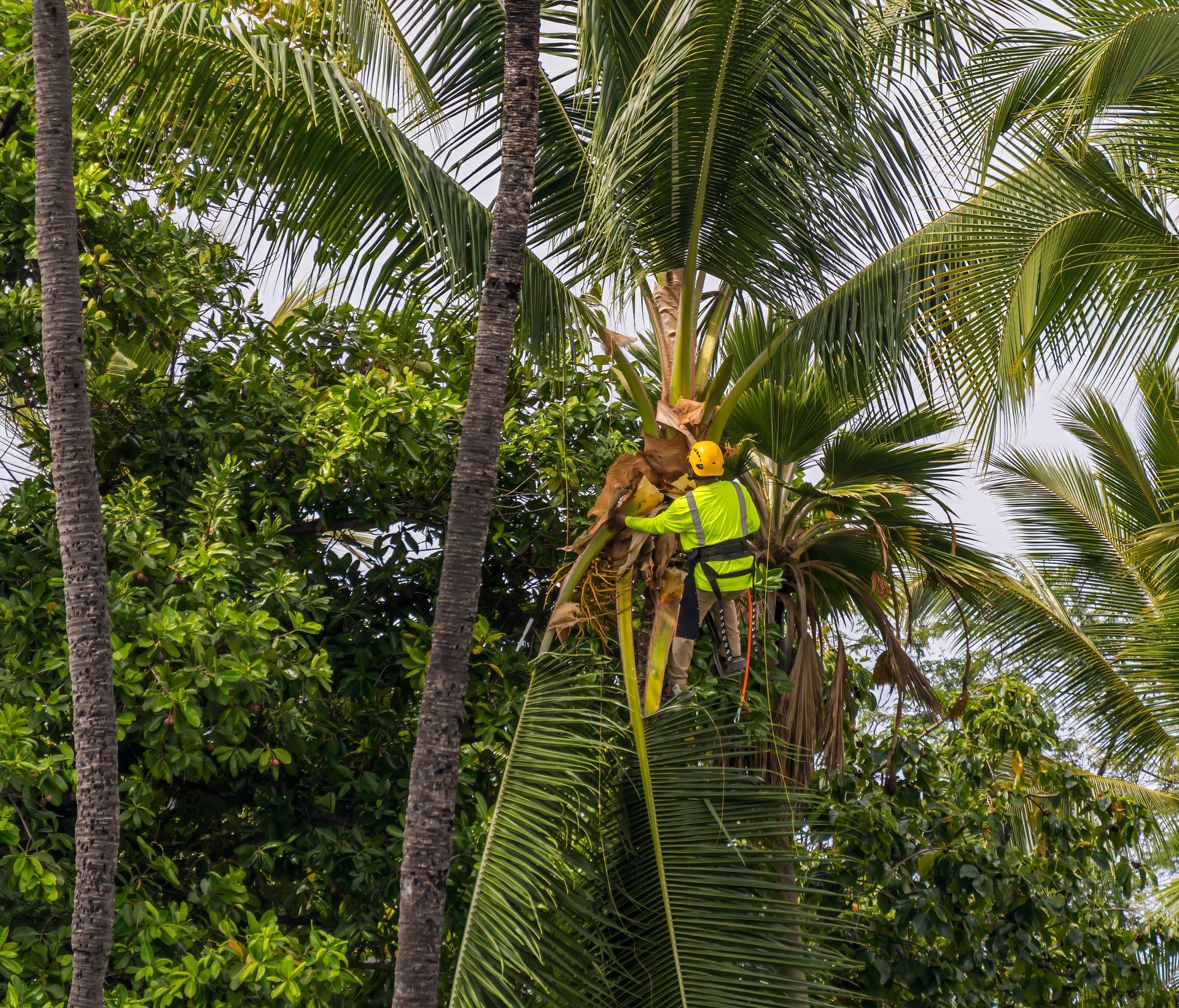 Person in Yellow Safety Gear Trimming Palm Tree Fronds — Brown's Professional Tree Service in Curra, QLD