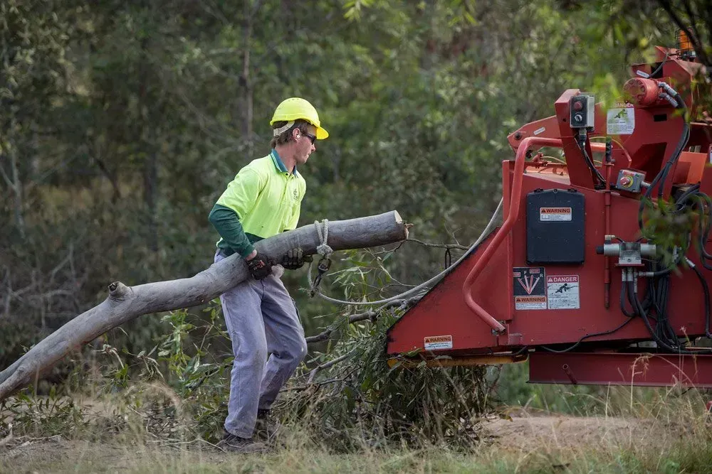 Arborist Wearing Safety Gear Feeds a Tree Branch Into a Wood Chipper  — Brown's Professional Tree Service In Pie Creek, QLD