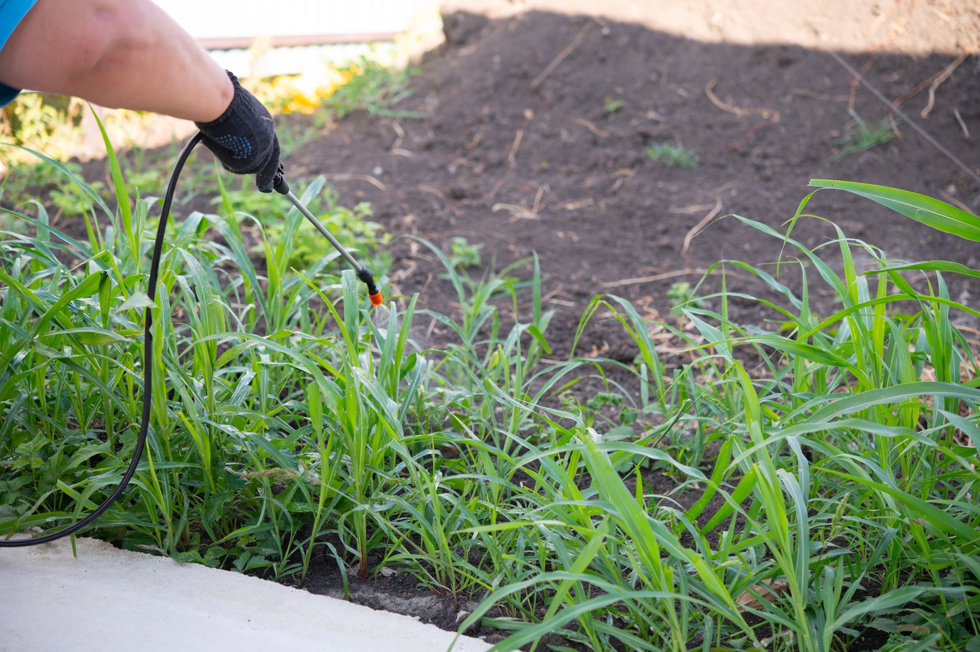 Gloved hand spraying weeds beside a garden bed with mulch and grass along a concrete edge