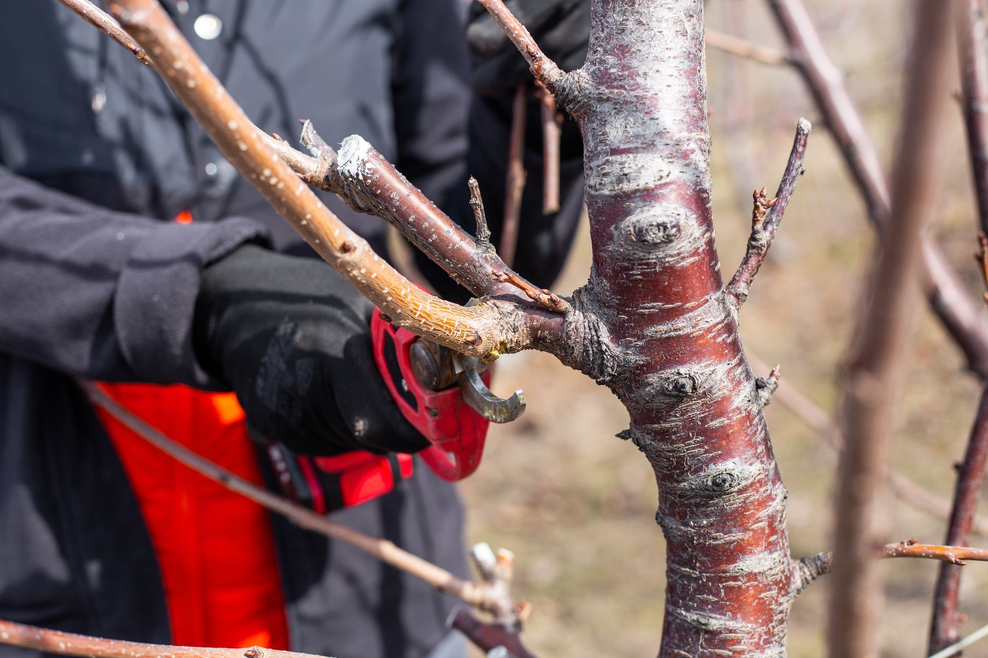 Gloved hands pruning a young tree with red bark outdoors