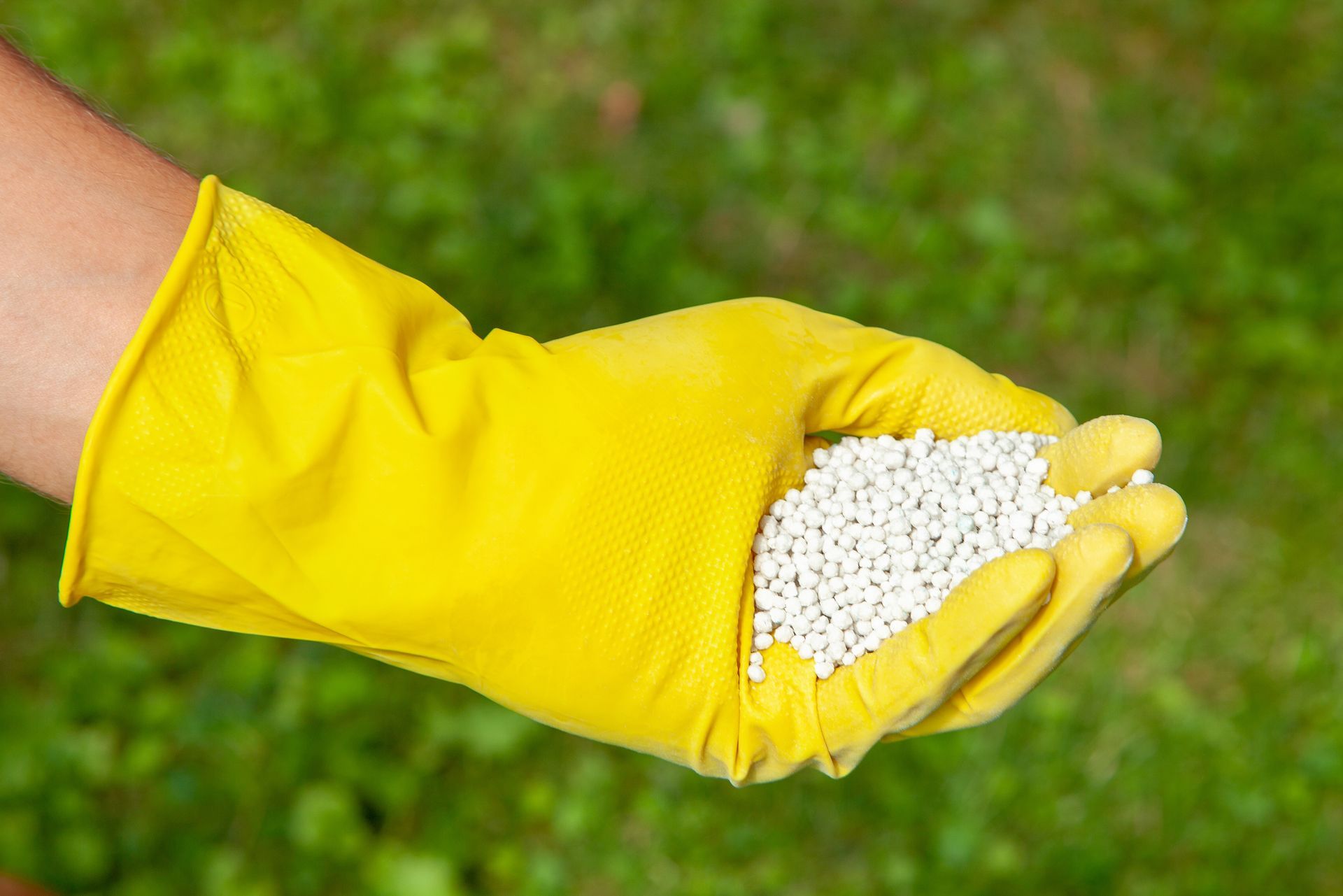 Yellow-gloved hand holding white granules over green grass