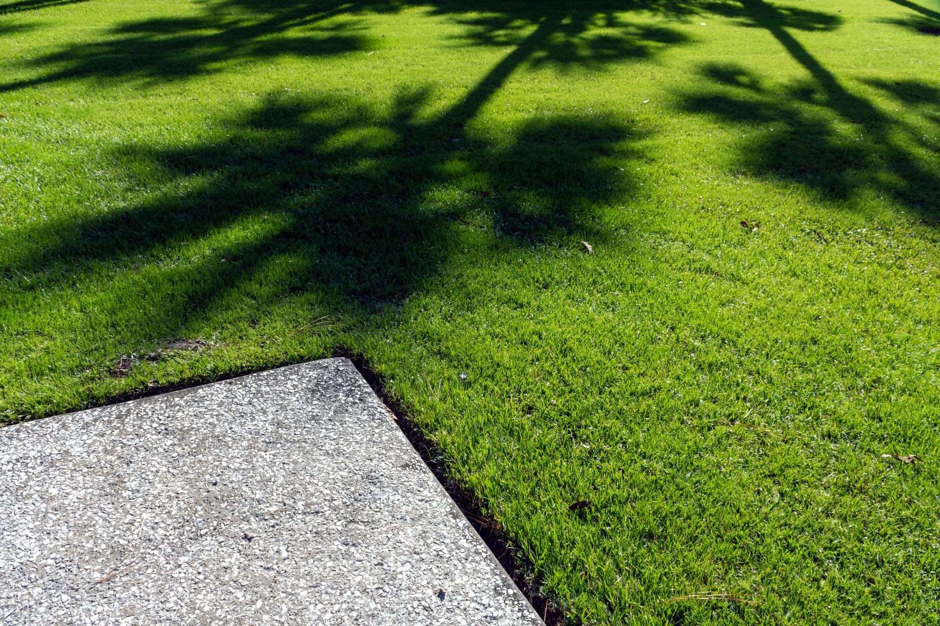 Green lawn with tree shadows beside a concrete path edge