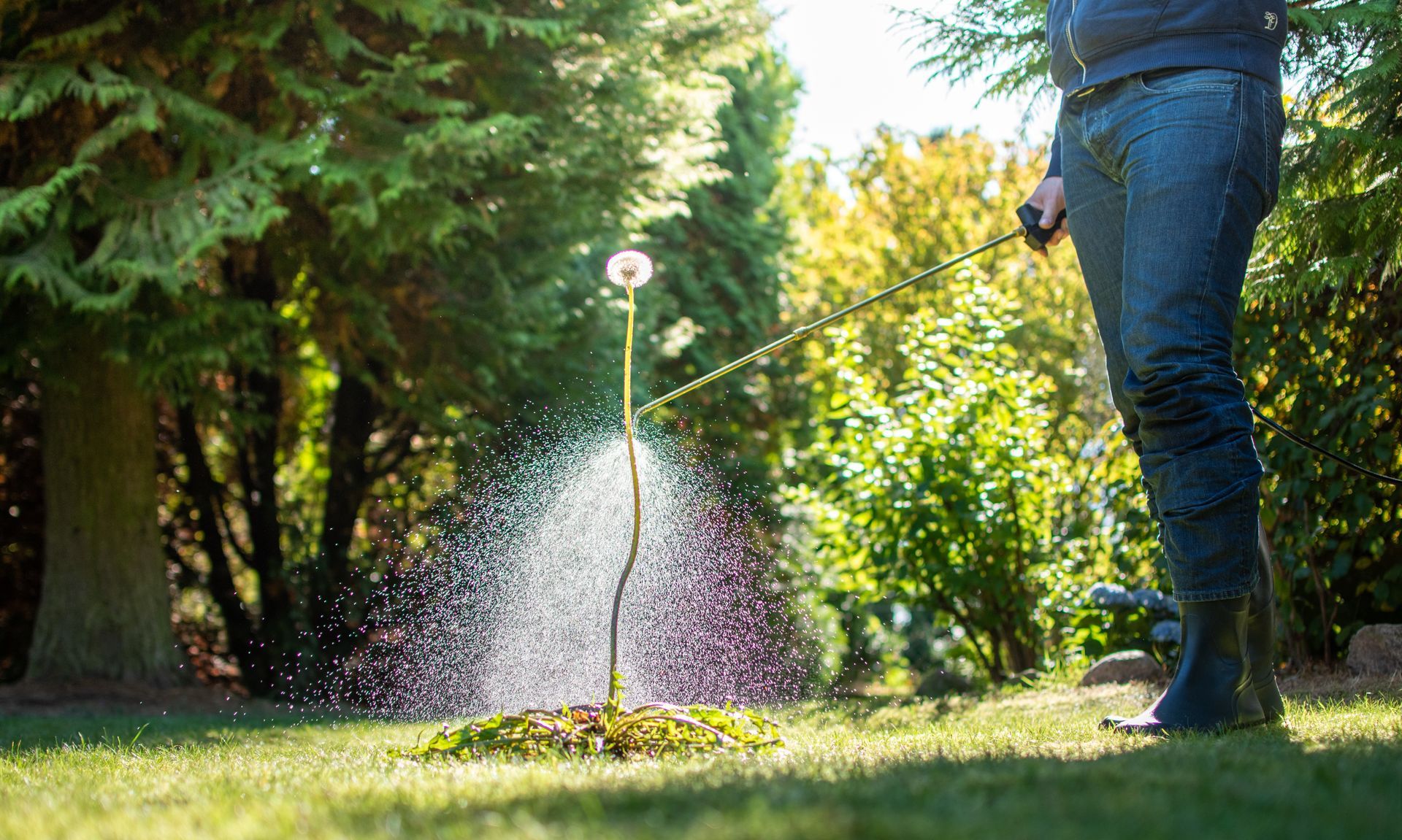 Person watering a garden with a sprinkler in a sunny, green yard