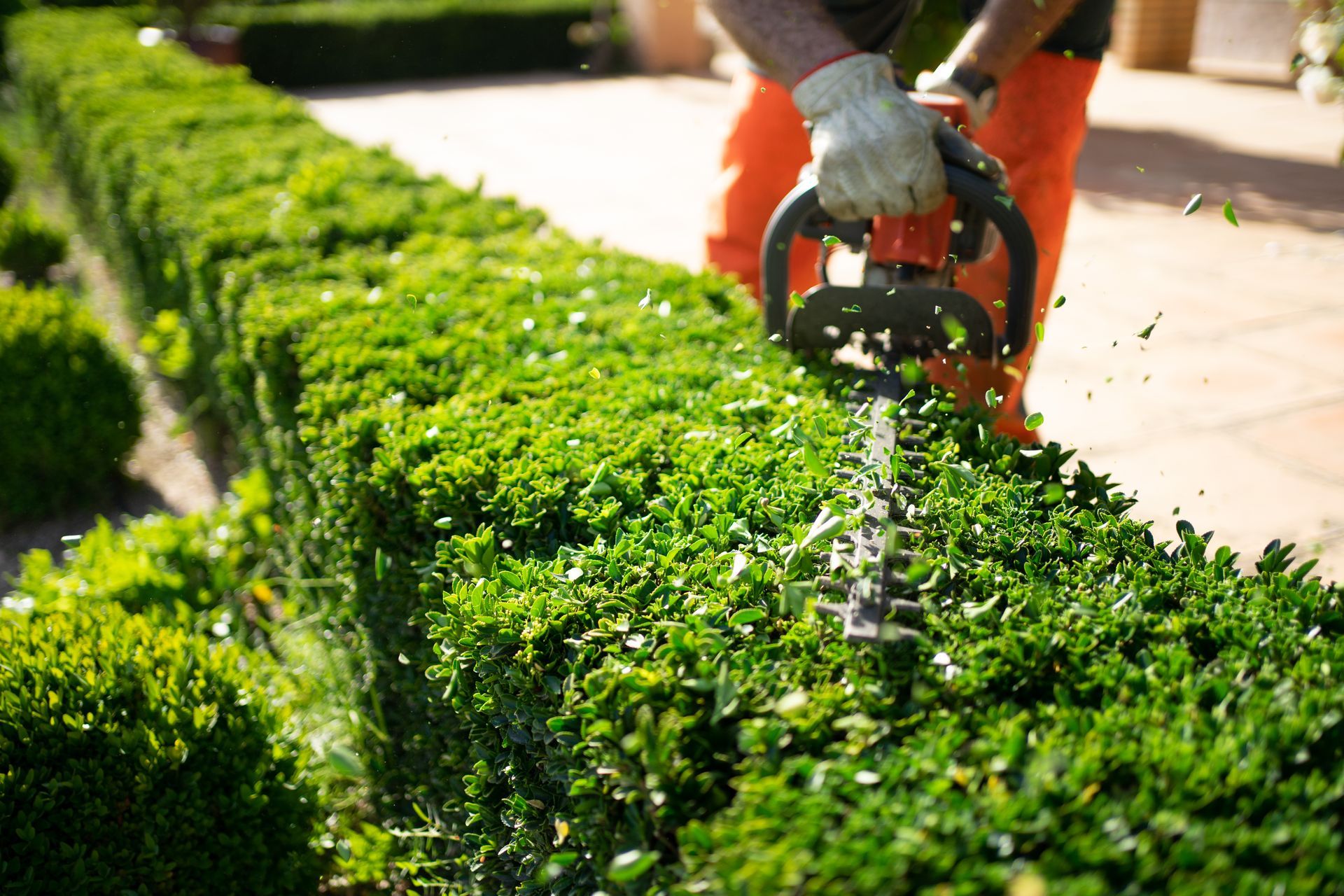 Gardener trimming a bright green hedge with orange hedge clippers in a sunny garden