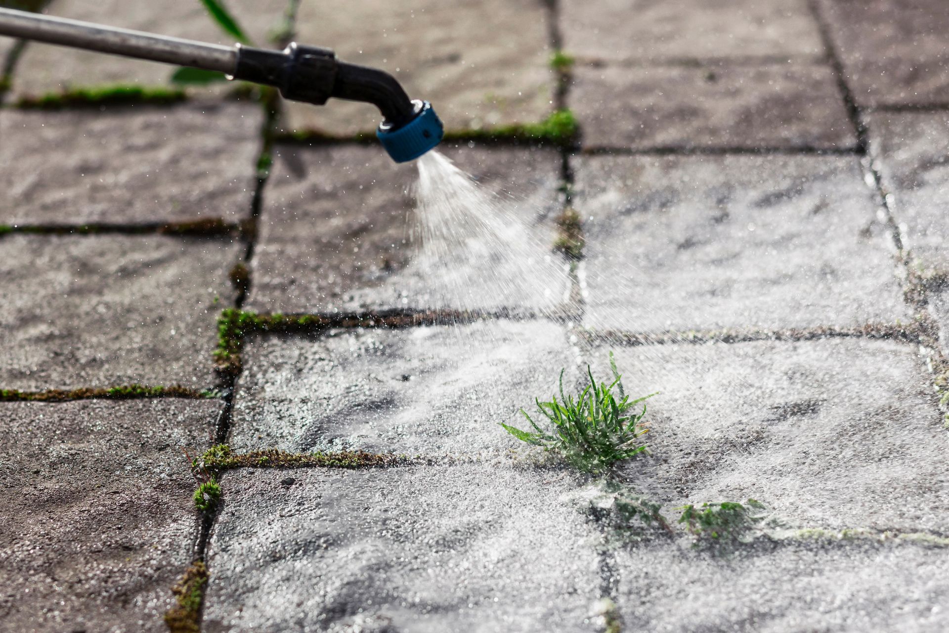 A hose sprays water on weeds growing between gray stone pavers.