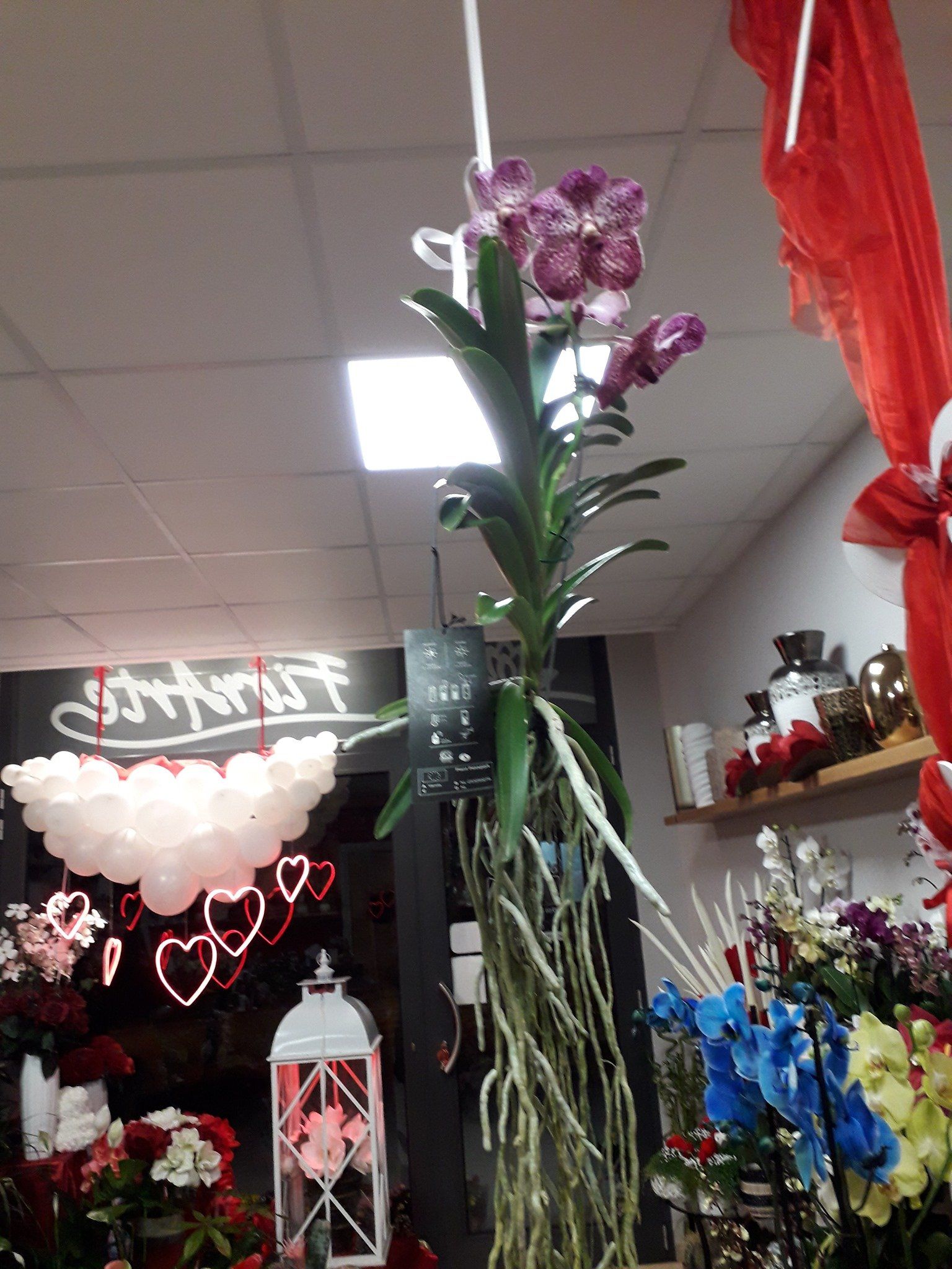 orchidea viola