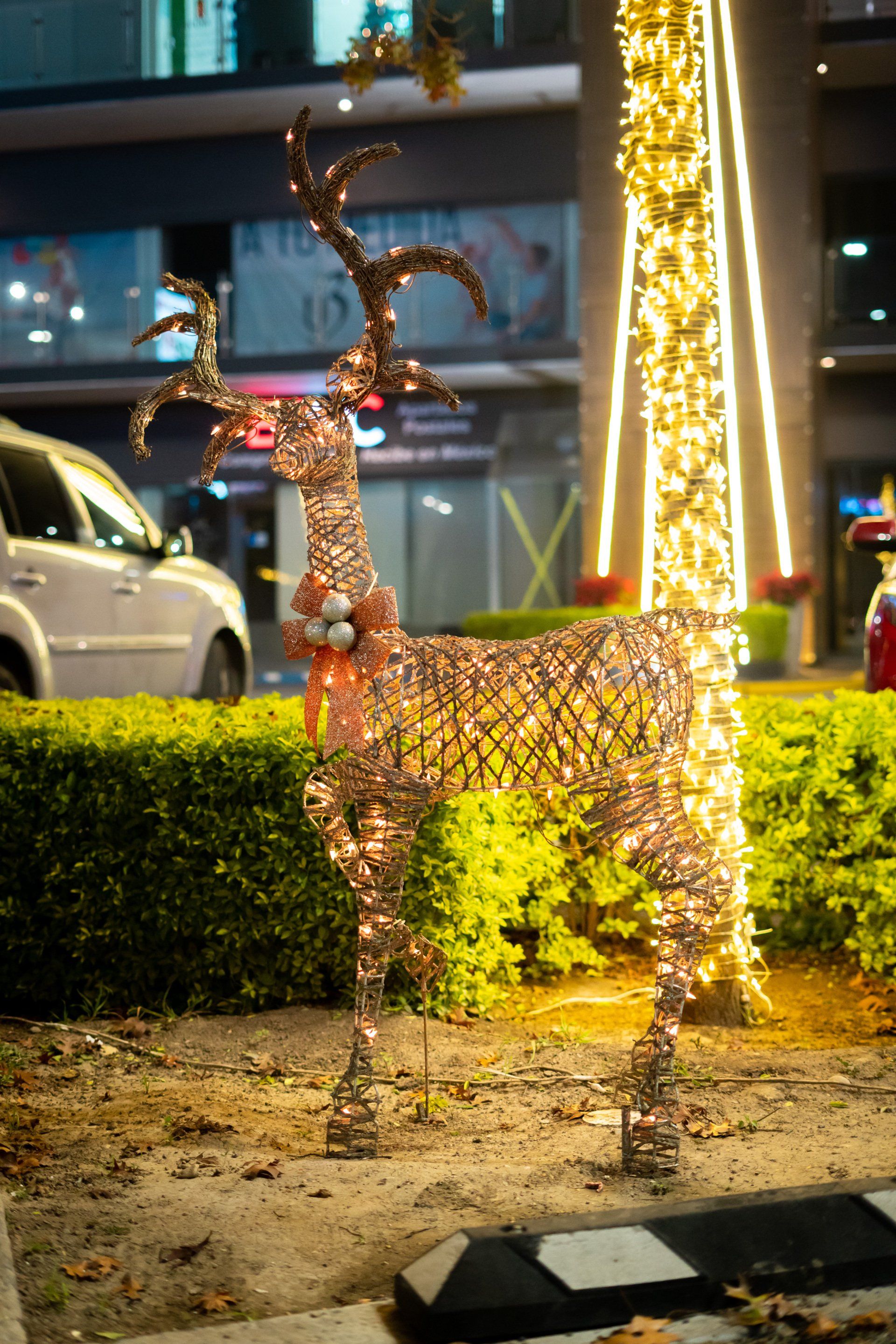 local comercial en monterrey con decoraciones de luces navideñas local comercial en monterrey con decoraciones de luces navideñas