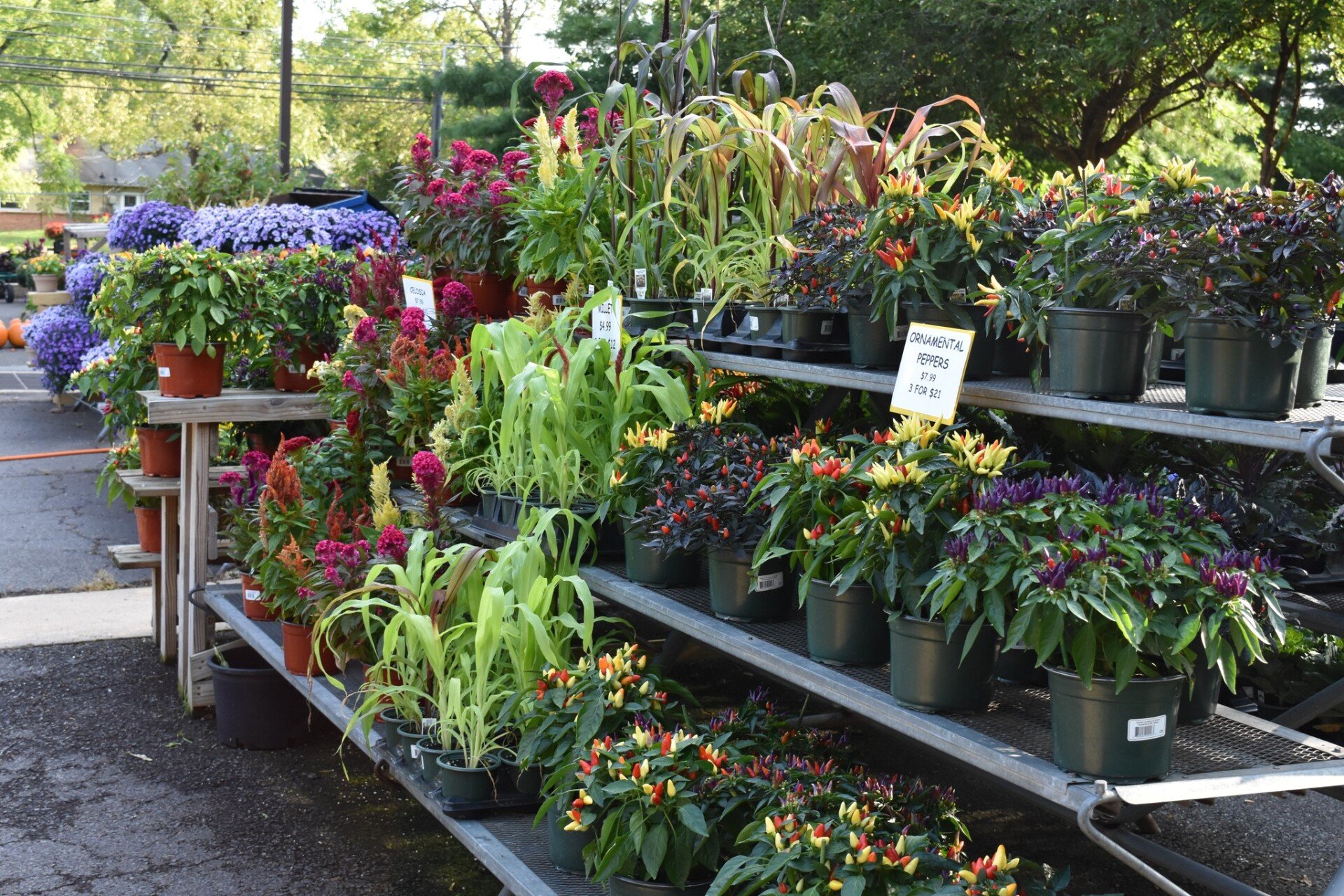 Garden Center East Norriton, PA Photo Gallery