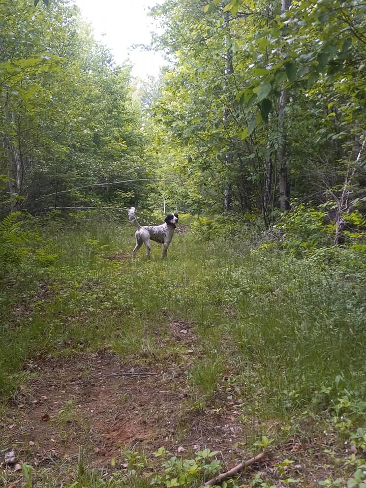 A dog is standing on a dirt path in the woods.