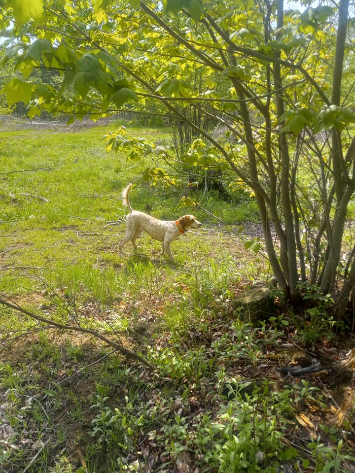 A small dog is standing in the grass near a tree.