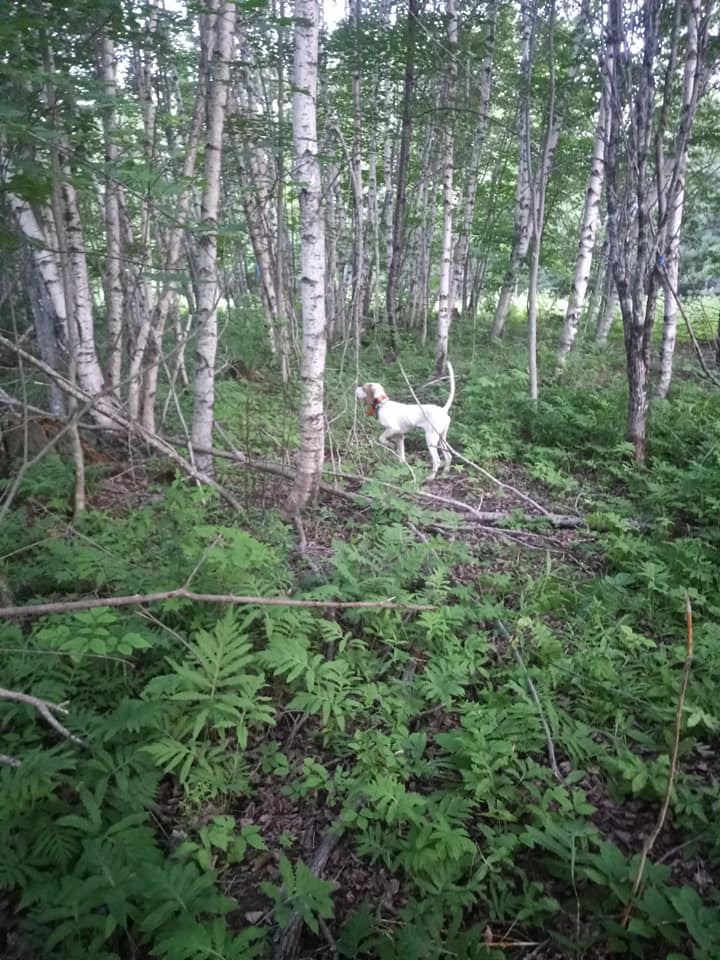 A white dog is standing in the middle of a forest.