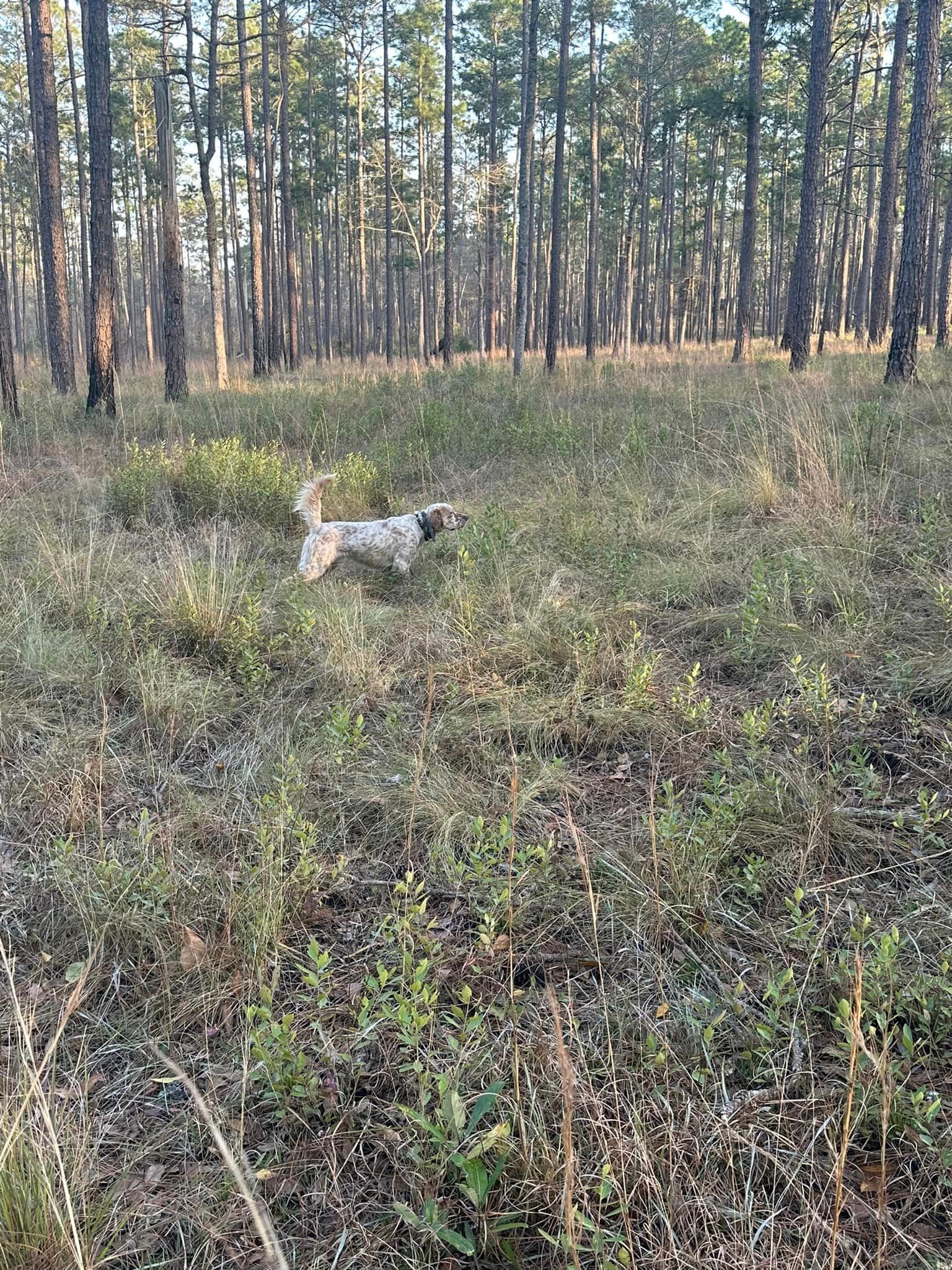 A dog is running through a field in the woods.