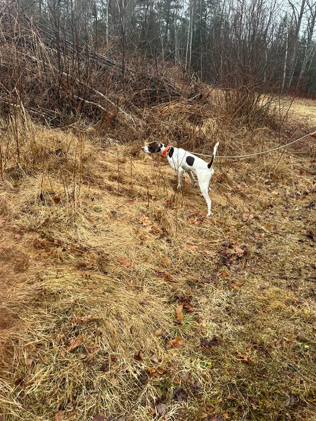 A black and white dog is standing in the middle of a field.