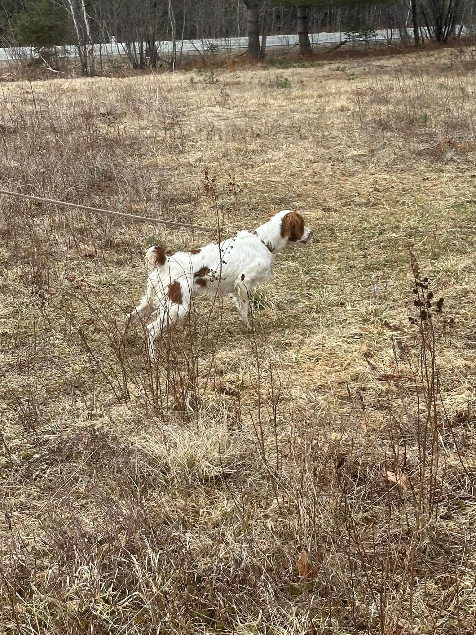 A brown and white dog is standing in a field of dry grass.
