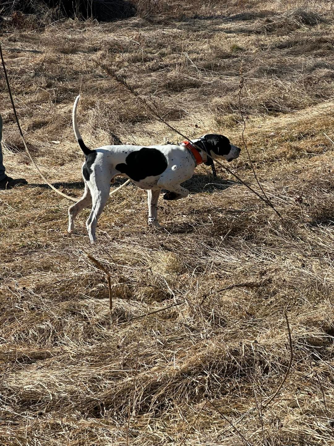 pointing dog in maine