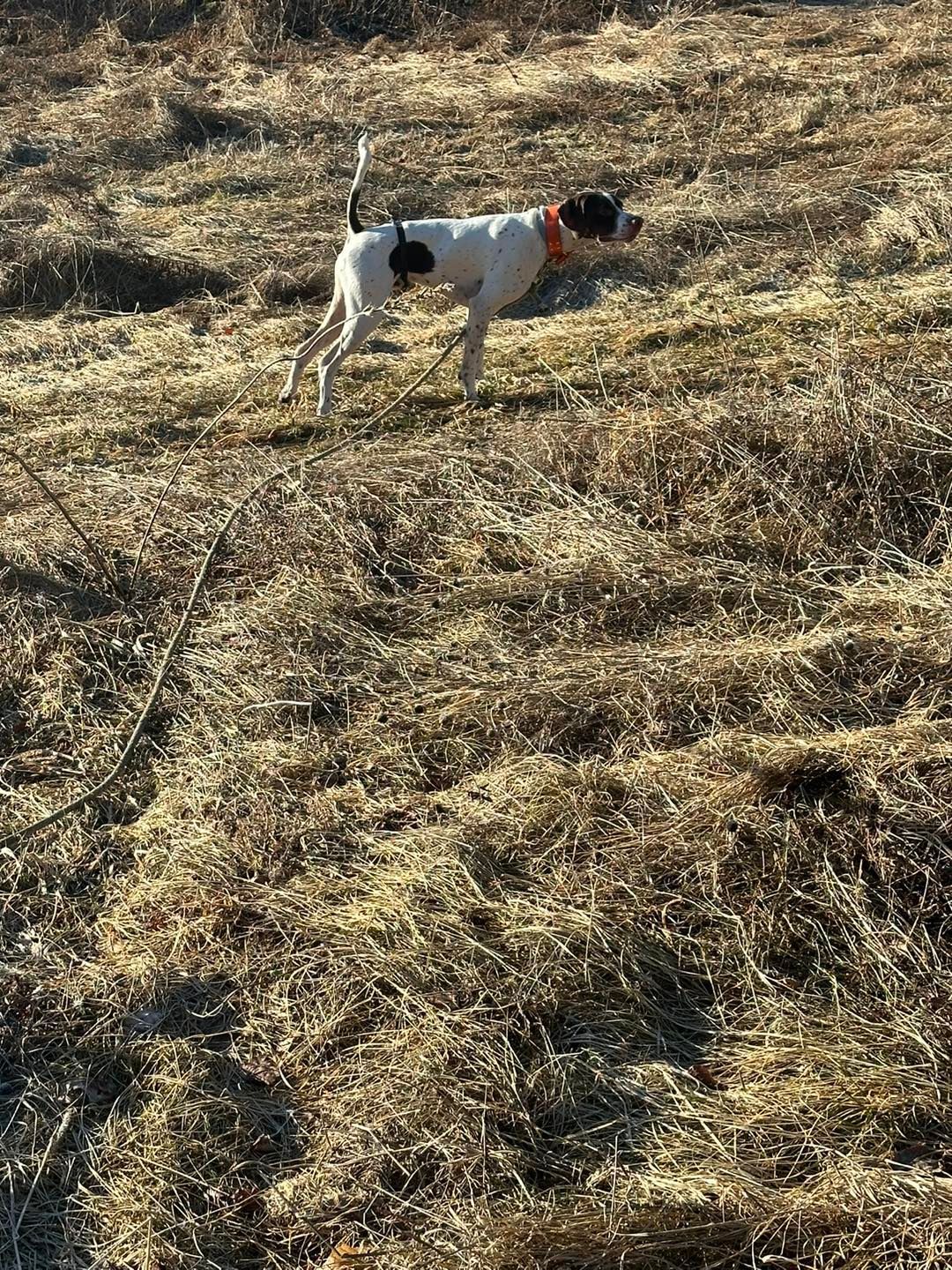 A black and white dog is standing in a field of dry grass.