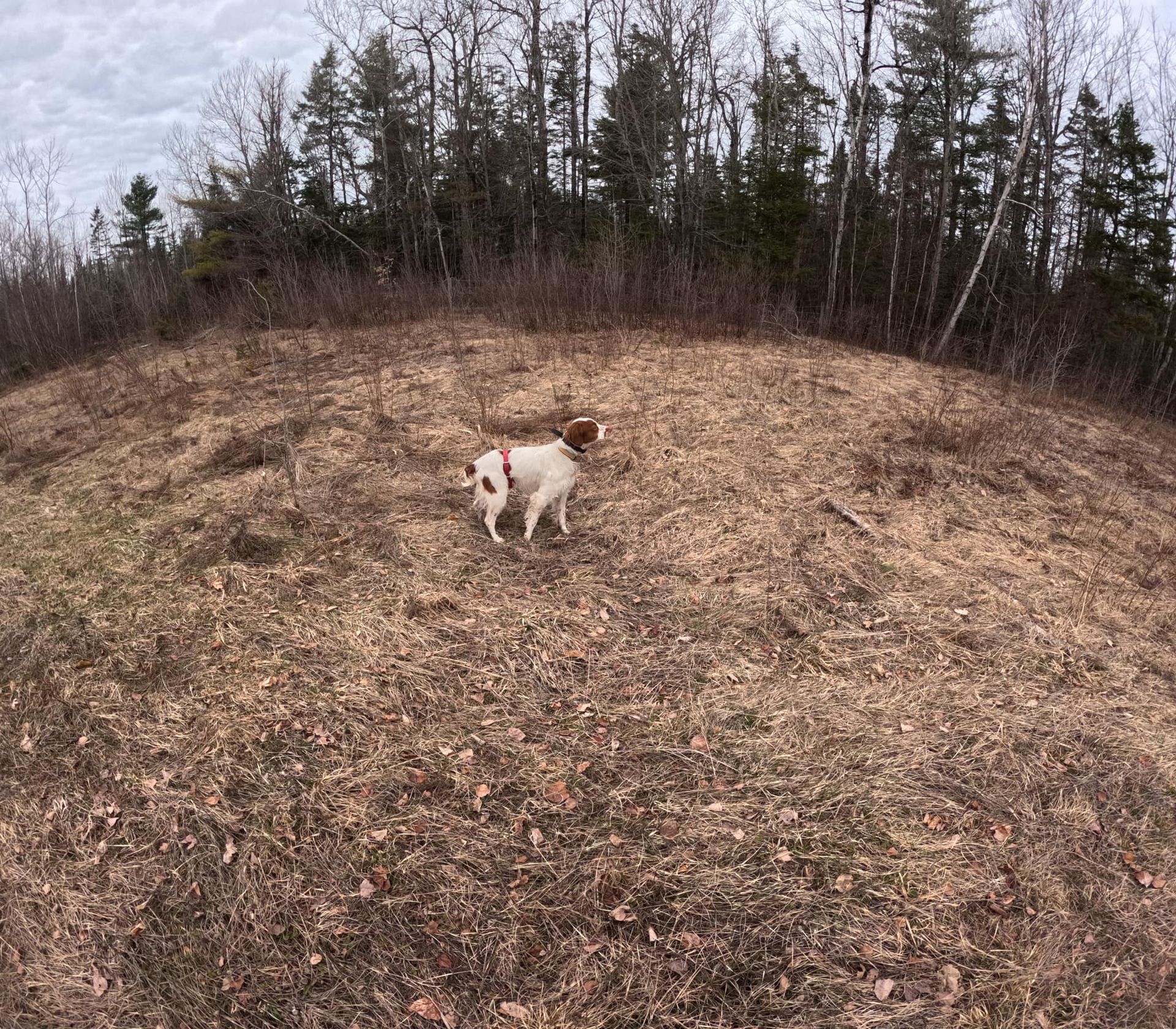 A dog is standing on top of a hill in a field.
