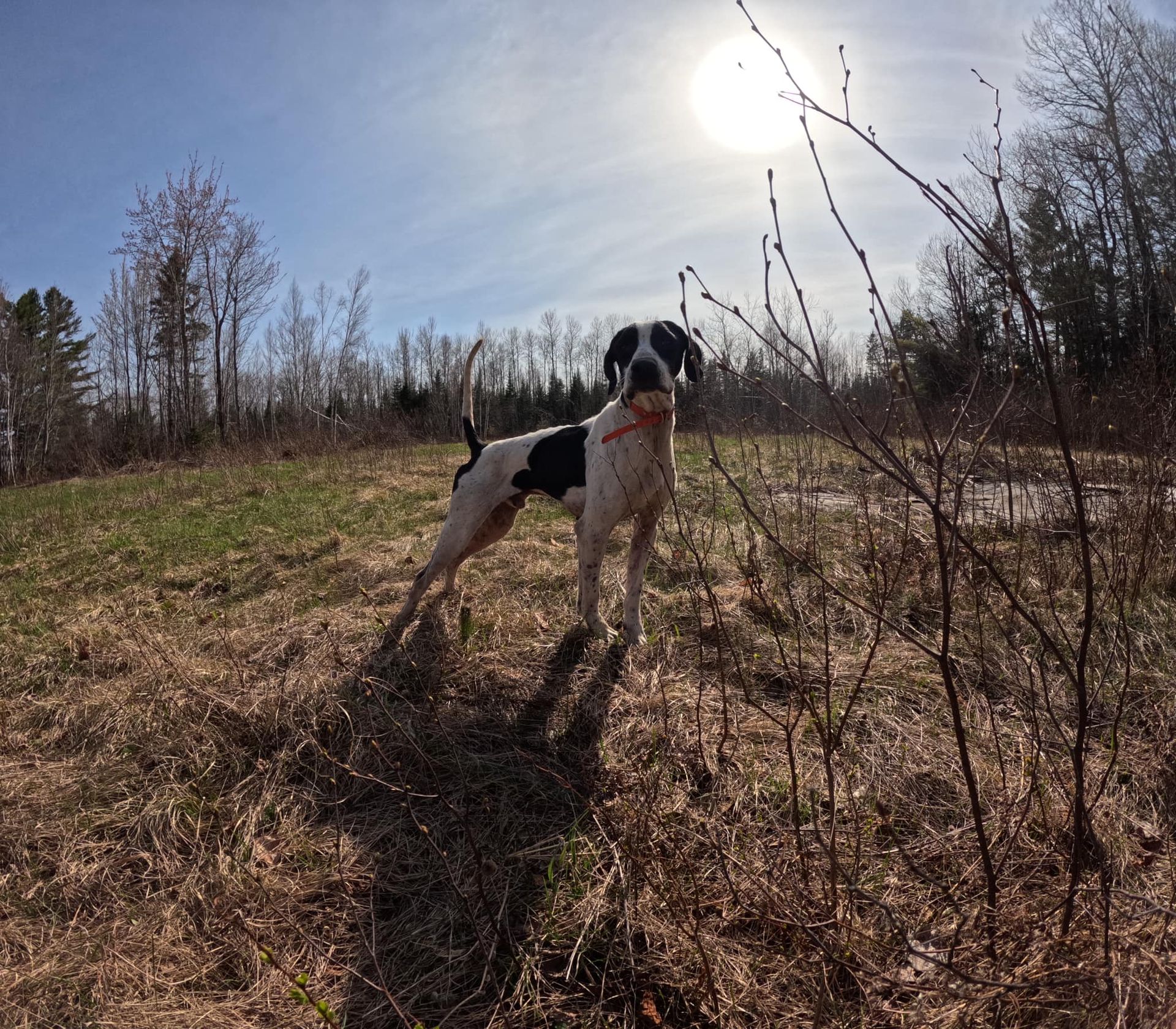 winter pointing dog trainer