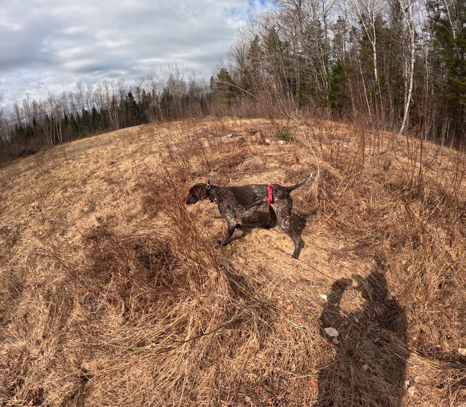 A dog is running in a field with trees in the background.