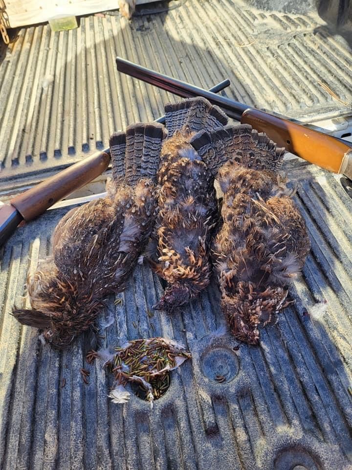 grouse in maine