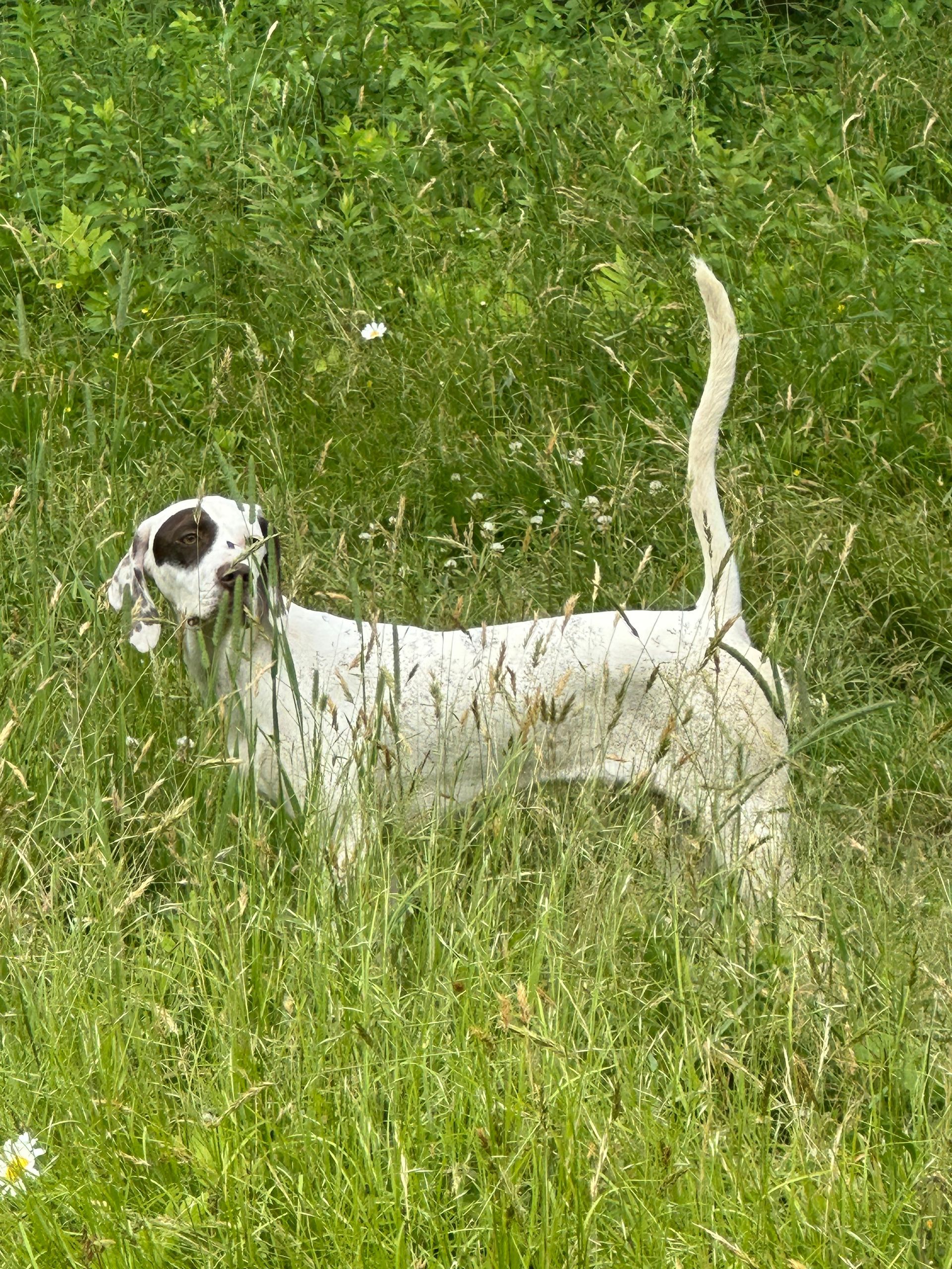 A white and black dog is standing in a field of tall grass.