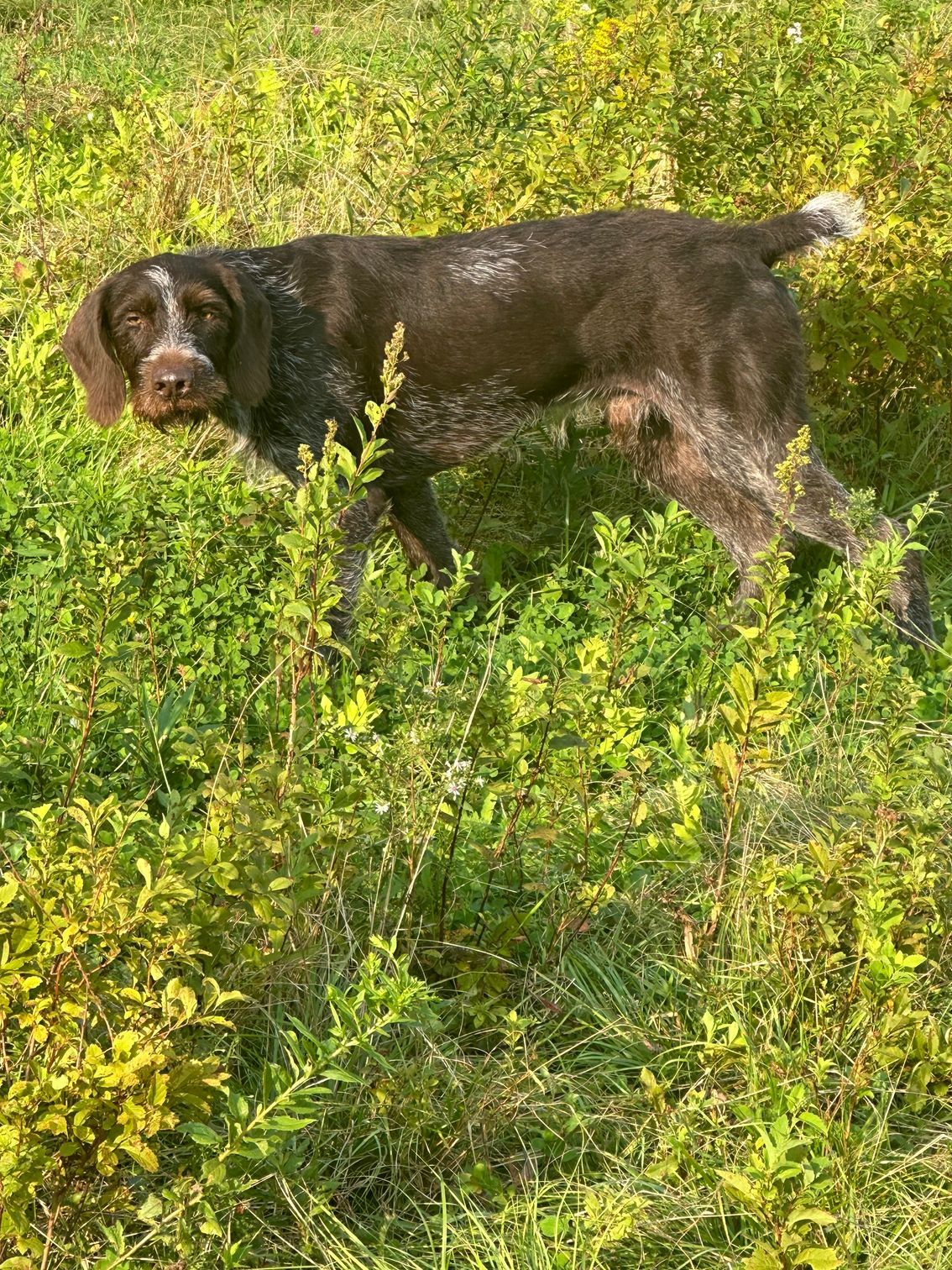 A brown dog is standing in a field of tall grass.