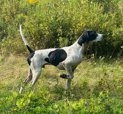 winter pointing dog trainer