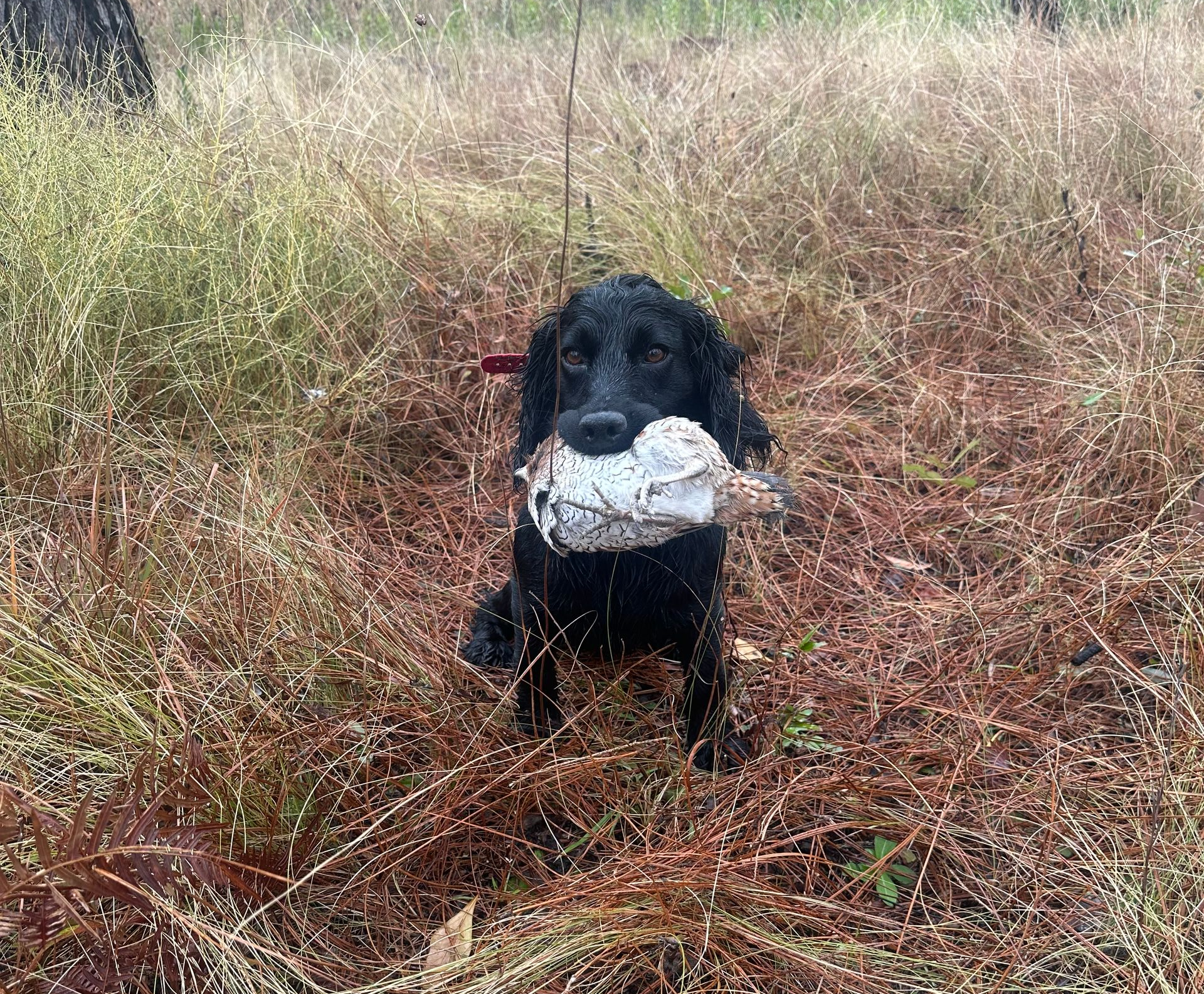 A puppy is holding a bird in its mouth in the grass.