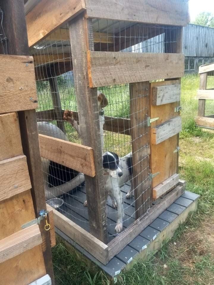 A black and white dog is standing in a wooden cage.