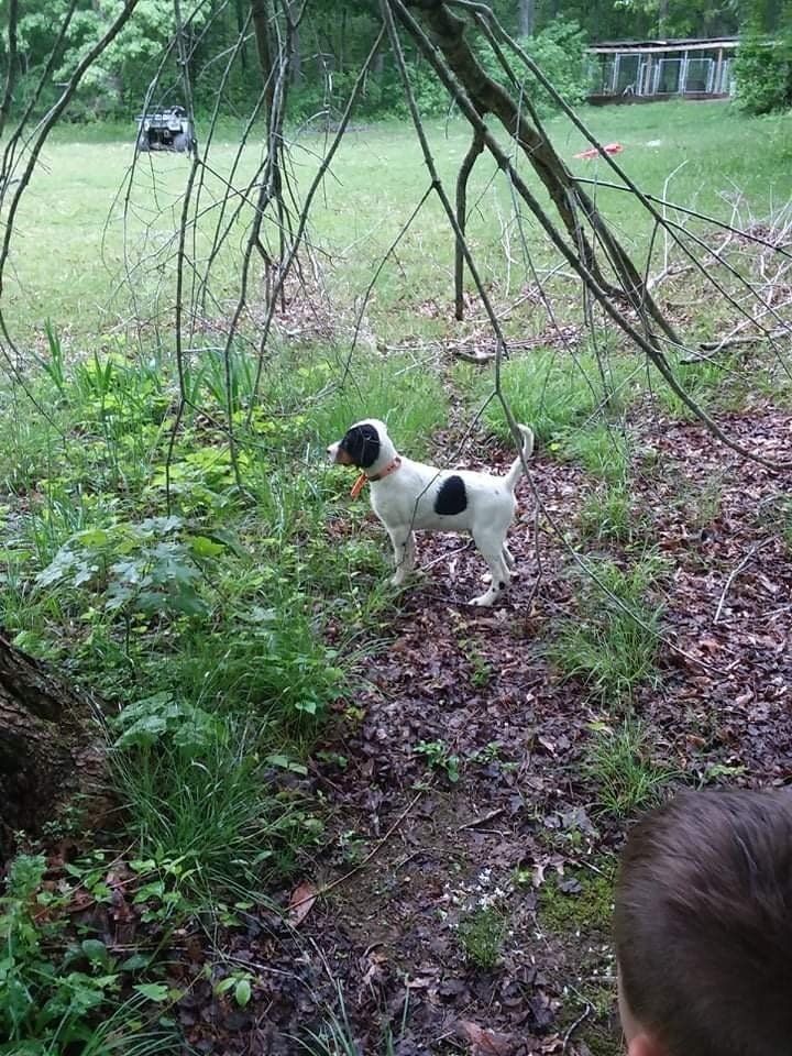 A black and white dog is standing in the woods.