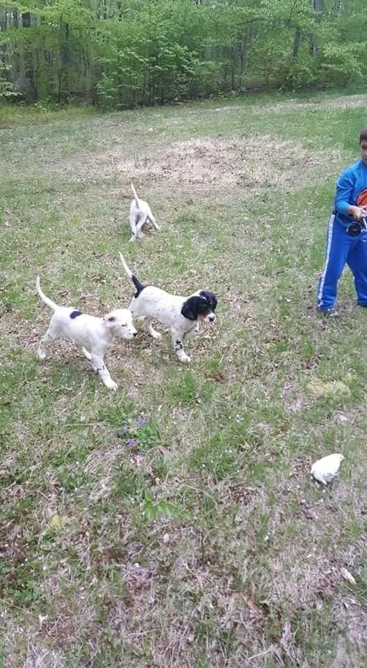 A boy is playing with three puppies in a grassy field.