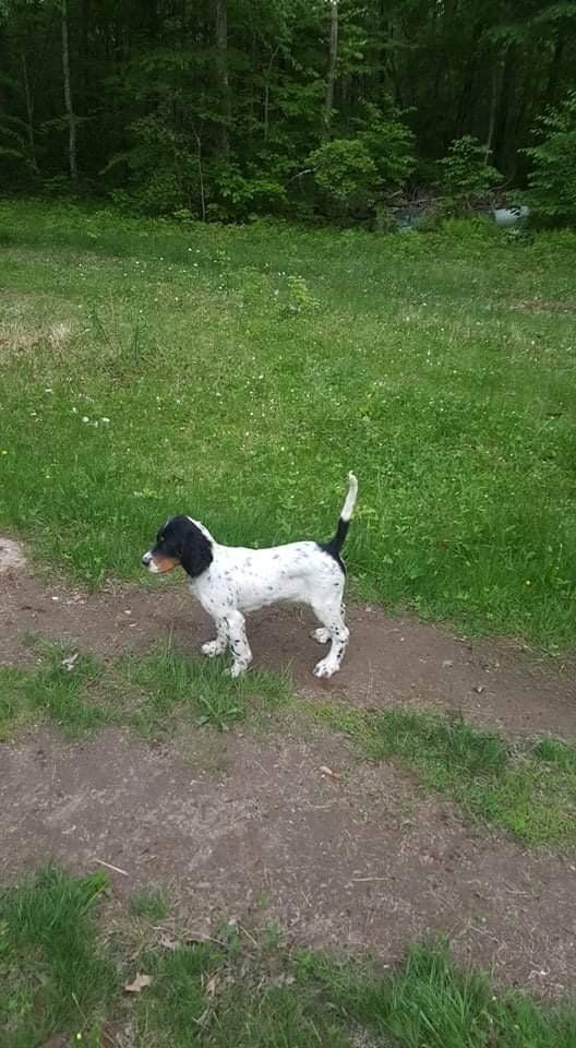 A black and white dog is standing in the grass on a dirt path.